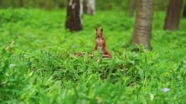 Parkta beslenen ilginç kırmızı sincap.. 