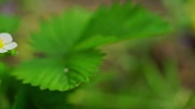 Çiçekli yabani çilek çalısı. Kapat.