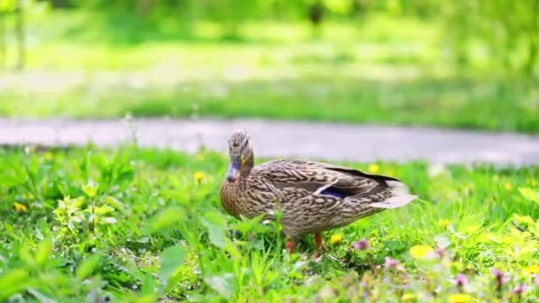 Canard Colvert Mâle Dans Parc Public — Video