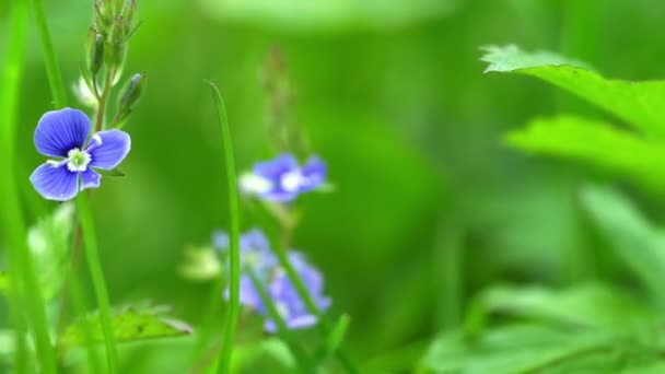草原の野生の青い雑草やヴェロニカ ジャーマンダーの花 — ストック動画