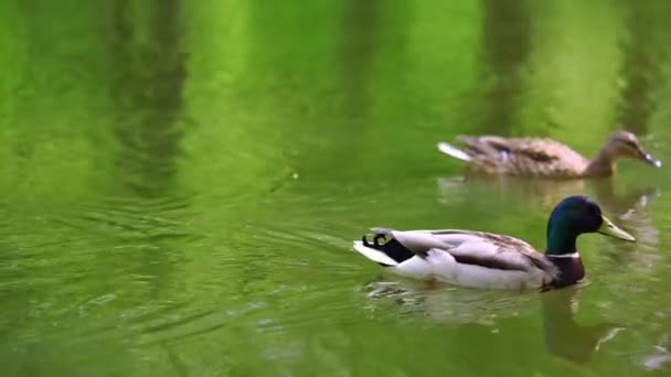Mallard Male Female Ducks Swimming Lake Slow Motion — Stock Video