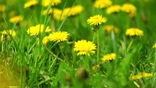Gelbe Löwenzahnfeld Frühling Hintergrund Zeitlupe — Stockvideo