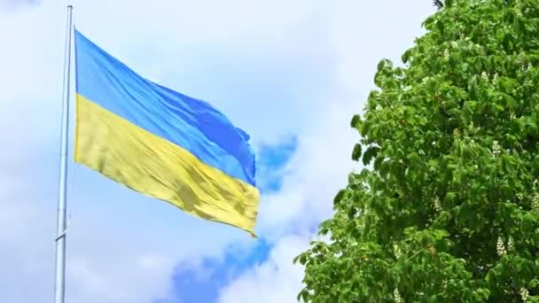 Acenando Bandeira Nacional Ucrânia Árvore Castanha Florescendo Símbolos Kiev — Vídeo de Stock