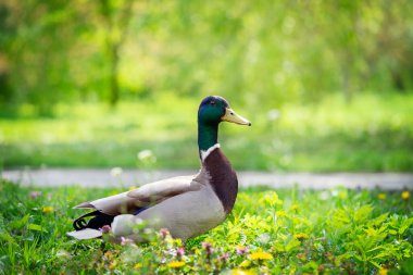 Kamu parkında erkek ördek.. 