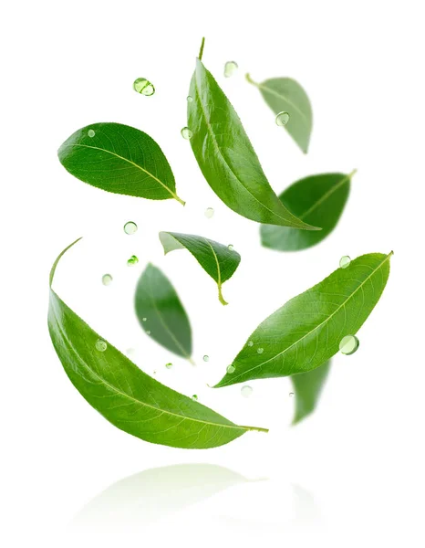 绿茶叶在白色背景下与液滴隔离的成分 — 图库照片
