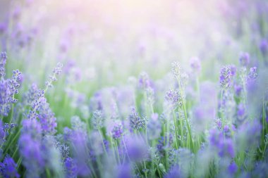Çiçek açan lavanta çiçekleri. Doğal arkaplan. 