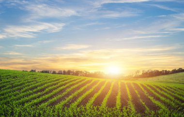 Genç mısırlar gün batımında bir mısır tarlasında filizleniyor..