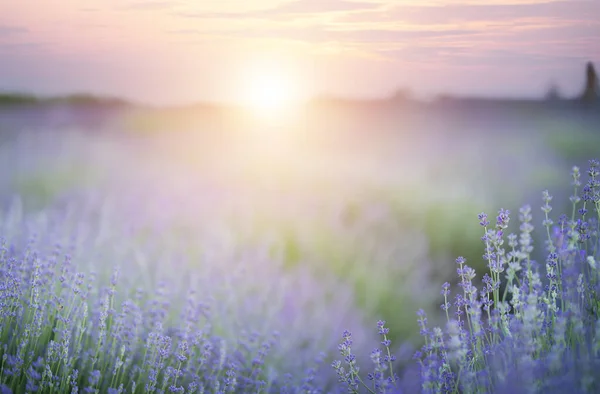 Квітуче Лавандове Квіткове Поле Фоні Заходу Сонця — стокове фото