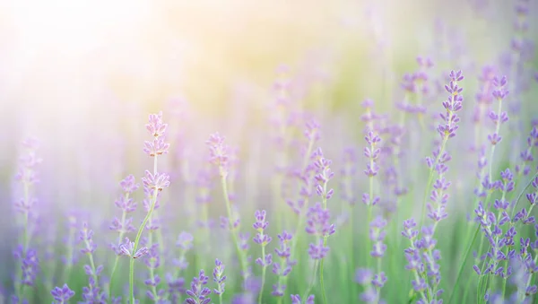 Primer Plano Flores Lavanda Púrpura Fondo —  Fotos de Stock