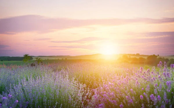 Квітуче Лавандове Квіткове Поле Фоні Рожевого Заходу Сонця — стокове фото