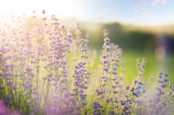 Квіти Лаванди Квітучі Заході Сонця Природний Фон Крупним Планом — стокове фото