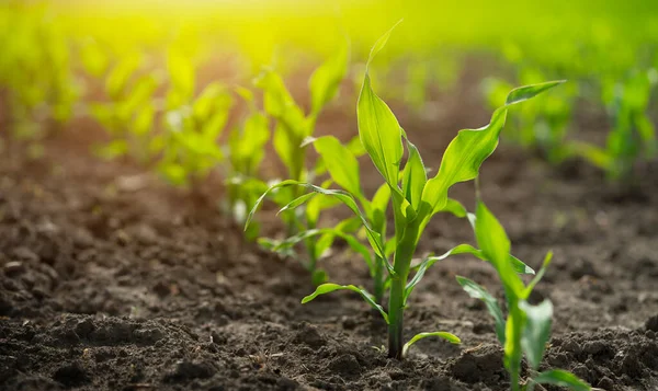 stock image Rows of young corn shoots on a cornfield of black soil. 