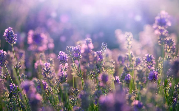 Flores Lavanda Púrpura Campo Floración —  Fotos de Stock