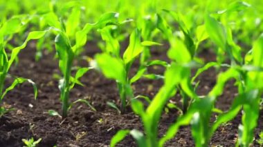 Genç mısır tarlaları siyah topraklarda filizlenir.. 