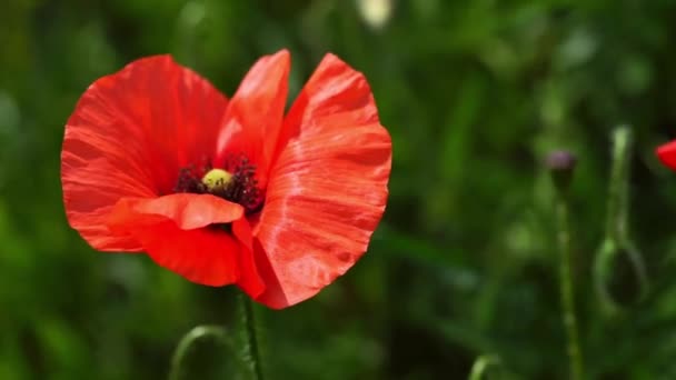 Pojedynczy Czerwony Mak Kwiat Naturalnym Zielonym Tle — Wideo stockowe