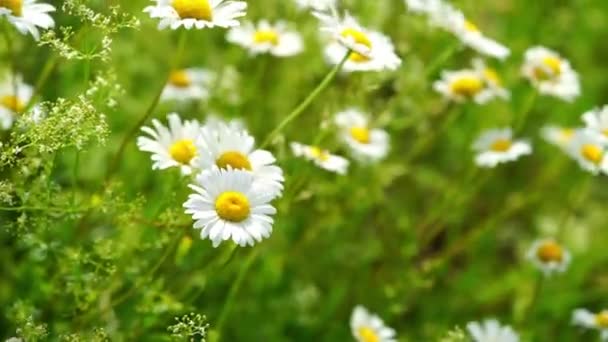 デイジーの花が風に手を振っている 自然の夏の背景 — ストック動画