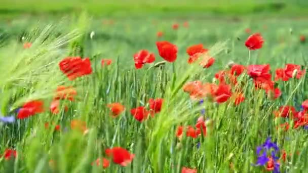 Pole Wiejskie Czerwonymi Kwiatami Maku Naturalnym Zielonym Słonecznym Tle — Wideo stockowe