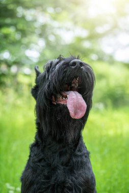 Sedef, dev bir schnauzer. Yazın güneşli arka planda dili açık..