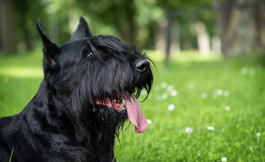 Portrait of black giant schnauzer purebred dog on green grass background.  clipart