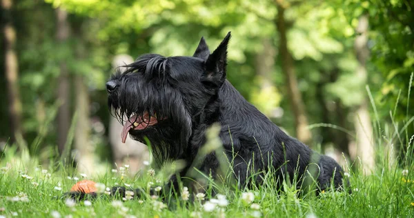 Giant schnauzer lies in the park on the green grass.