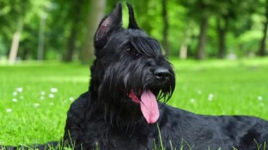 Dev schnauzer köpeği dilsiz yeşil çimlerin üzerinde yatar.. 