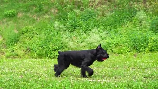 黑巨人雪纳犬在绿地里玩球 — 图库视频影像