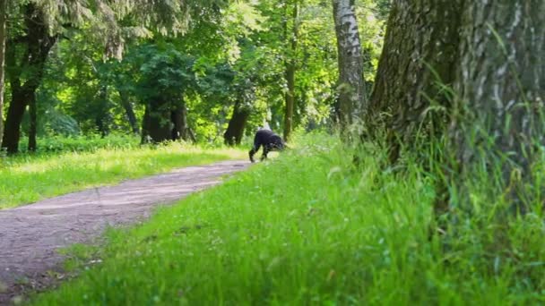 Черный Гигантский Шнауцер Играет Мячом Зеленом Летнем Парке — стоковое видео