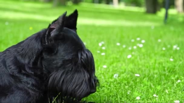 Negro Gigante Schnauzer Pura Raza Perro Con Lengua Hacia Fuera — Vídeos de Stock