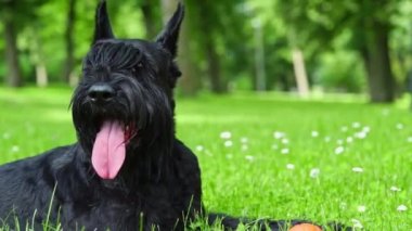 Dev schnauzer köpeği dilsiz yeşil çimlerin üzerinde yatar.. 