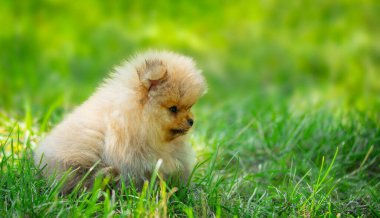 Parktaki çimlerin üzerinde oturan minik Pomeranya köpekleri. Boşluğu kopyala