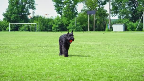Černý Obr Knírač Pes Hrát Míčem Zelené Louce — Stock video