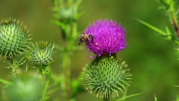 Μια Μέλισσα Συλλέγει Γύρη Από Ένα Λουλούδι Silybum Κλείσε — Αρχείο Βίντεο