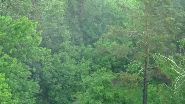 Yazın Ağaçlara Sağanak Yağmur Yağıyor Mevsimlik Duş — Stok video