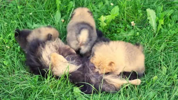 Θηλυκό Σκυλί Pomeranian Spitz Ξαπλωμένο Στο Γρασίδι Και Ταΐζοντας Χνουδωτά — Αρχείο Βίντεο