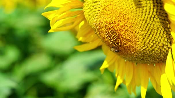 Bijen Verzamelen Stuifmeel Zonnebloem Langzame Beweging — Stockvideo