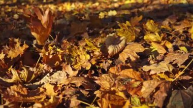 Altın yapraklar yere düşüyor. Sonbahar arkaplanı.