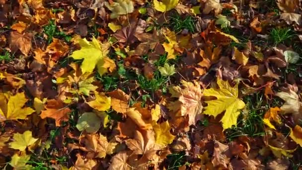 晴れた公園の地面に落ちた葉のゆっくりとした動きを閉じます 上から直接 — ストック動画