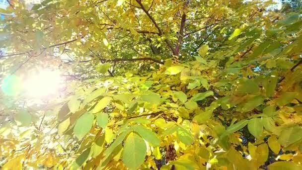Podzim Žlutý Ořech Strom Slunném Pozadí Zpomalený Pohyb — Stock video