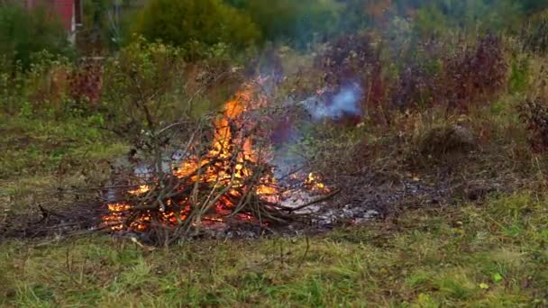Száraz Ágak Takarítása Elégetése Tábortűzben — Stock videók