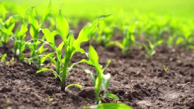 Genç mısır tarlaları siyah topraklarda filizlenir.. 
