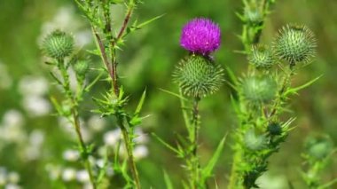 Yeşil arka planda sık rastlanan devedikeni çiçeği. Alternatif tıp