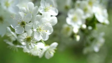 Rüzgarda beyaz kiraz ağacı çiçekleri. Kapat, bahar arkaplanı.