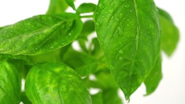 Fesleğen çiçeğinin üzerine su serpiyorum. Kapat.