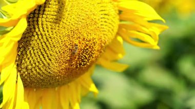 Arı ayçiçeğinde polen toplar. Ağır çekim, yakın çekim..