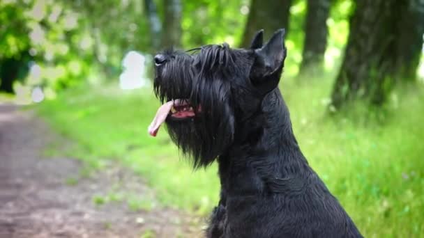 Retrato Perro Negro Gigante Schnauzer Raza Pura Parque — Vídeo de stock
