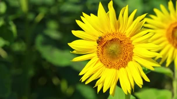 Die Biene Sammelt Pollen Sonnenblumen Zeitlupe Nahaufnahme — Stockvideo