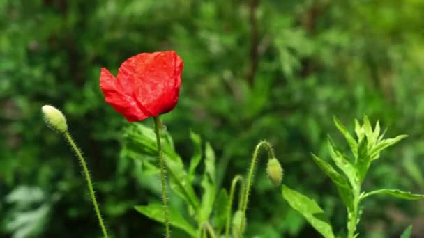Red Poppy Flower Natural Green Background Copy Space — Stock Video