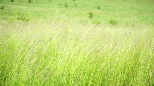 背の高い緑の草が風に吹かれた ソフトフォーカス — ストック動画