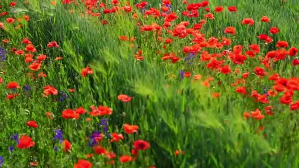 Rural Field Red Poppy Flowers Natural Green Sunny Background — Stock Video