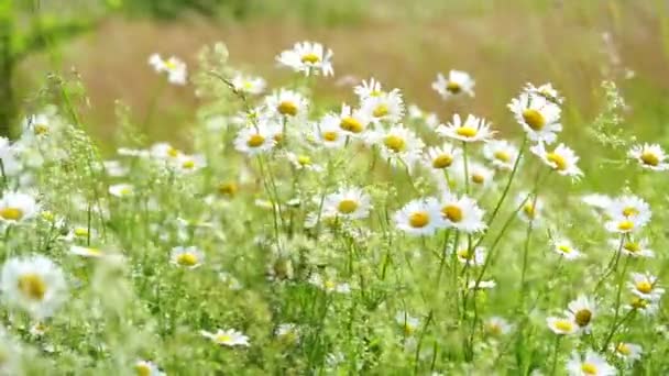 Daisy Kwiaty Machają Wietrze Naturalne Tło Sprężyny — Wideo stockowe